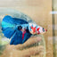 Halfmoon Black Green Eye Female Betta 149 Female betta