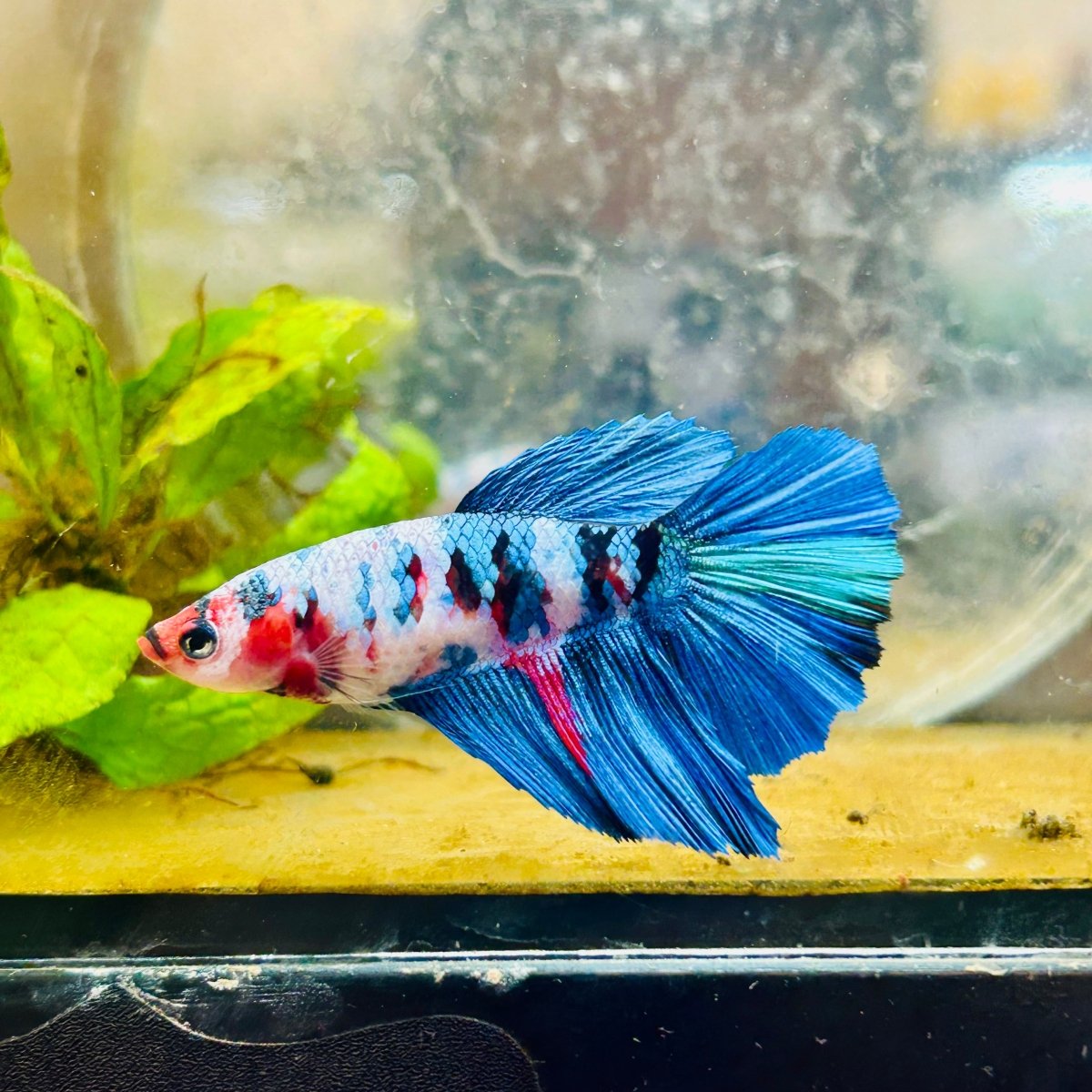 Halfmoon Black Green Eye Female Betta 149 Female betta