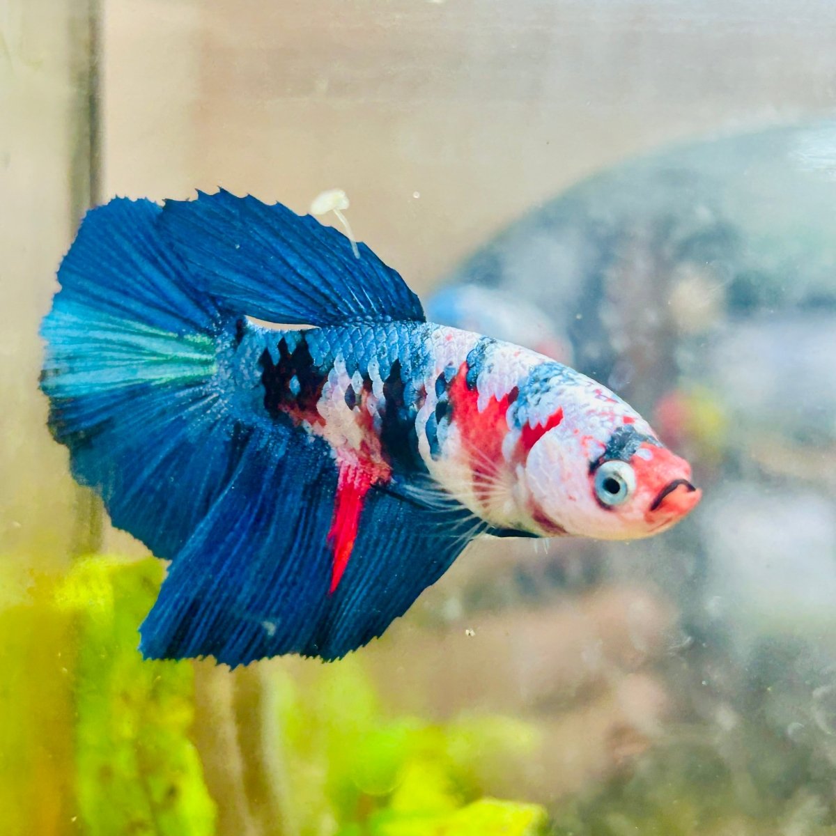 Halfmoon Black Green Eye Female Betta 149 Female betta