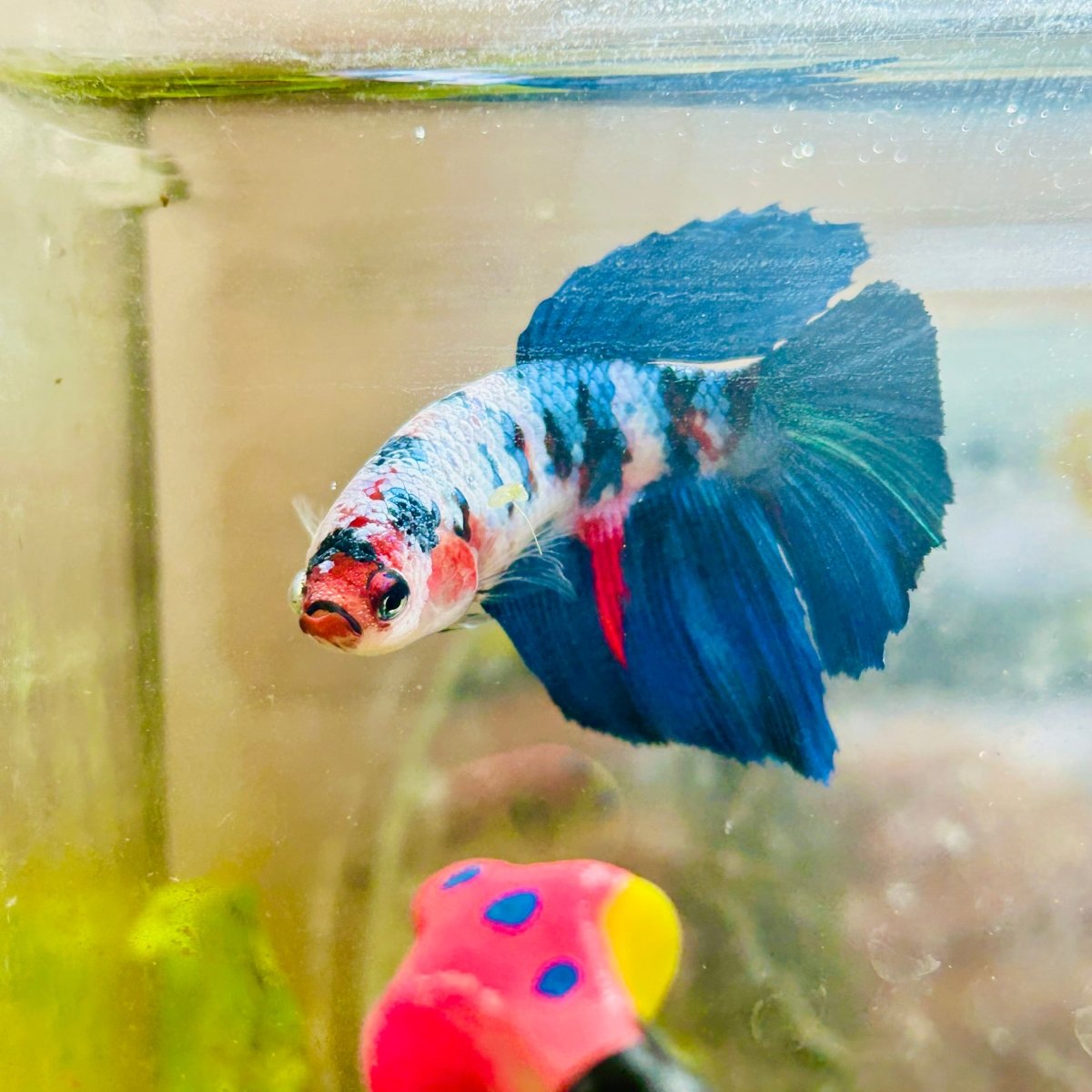 Halfmoon Black Green Eye Female Betta 149 Female betta