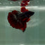 Halfmoon Black Red Copper Male Betta M14