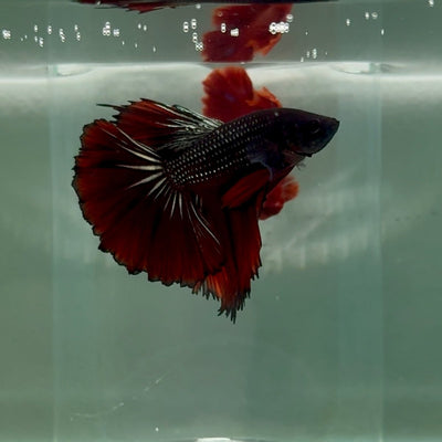 Halfmoon Black Red Copper Male Betta M14