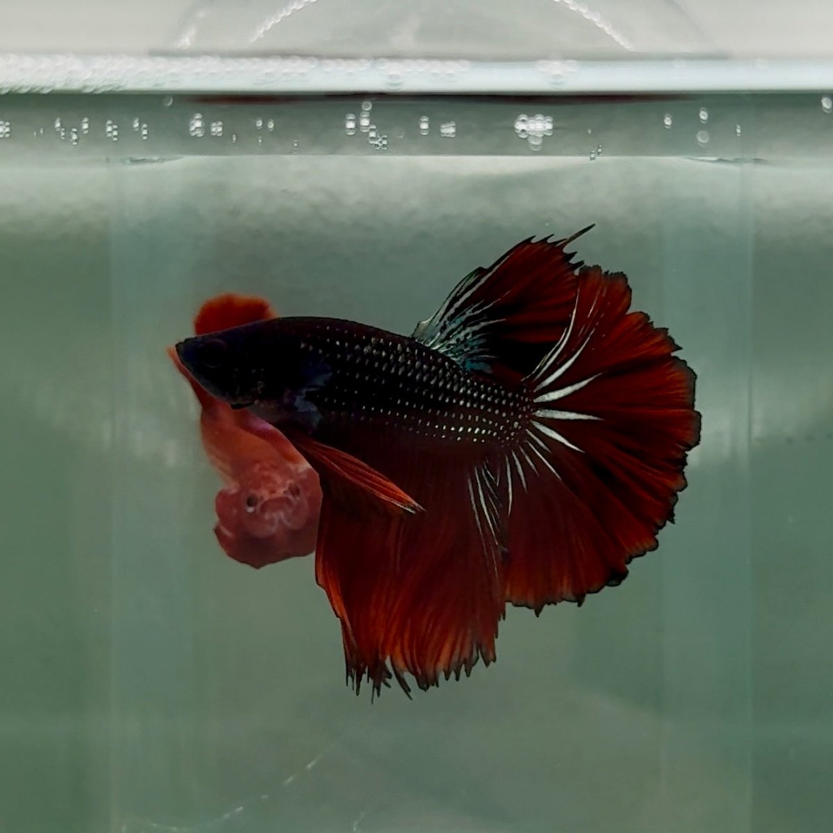 Halfmoon Black Red Copper Male Betta M14