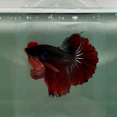 Halfmoon Black Red Copper Male Betta M14