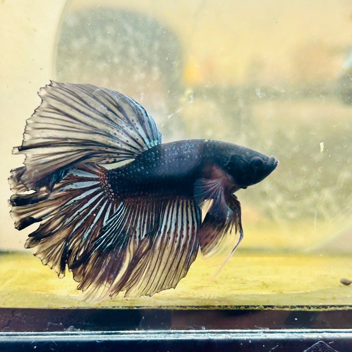 Halfmoon Black Star Male Betta J22