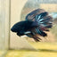 Halfmoon Black Star Male Betta J22