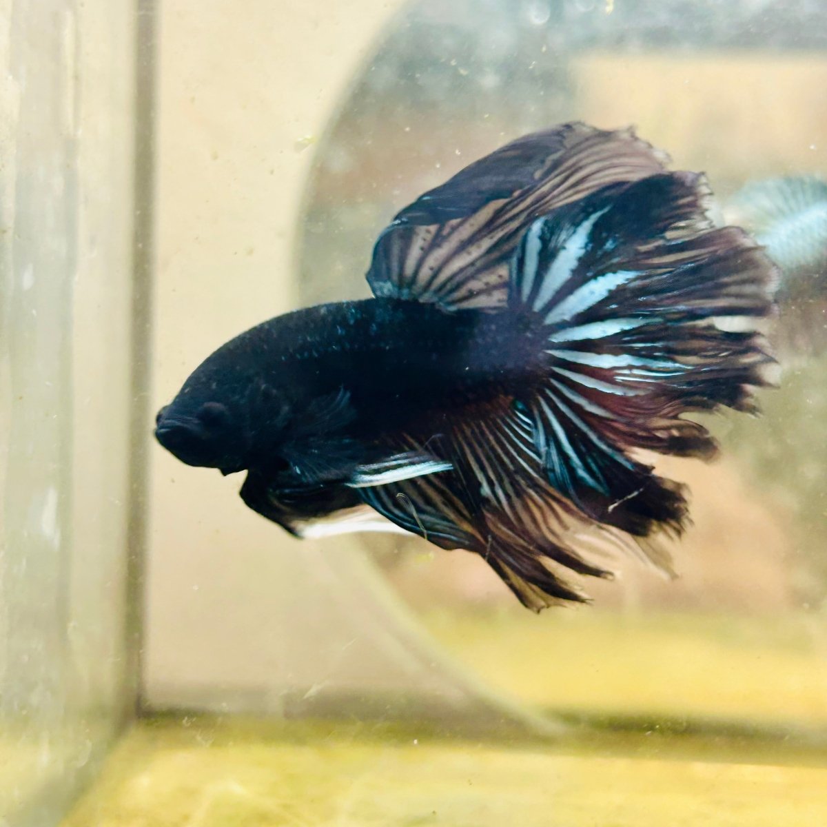 Halfmoon Black Star Male Betta J22