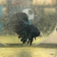 Halfmoon Black Star Male Betta J22