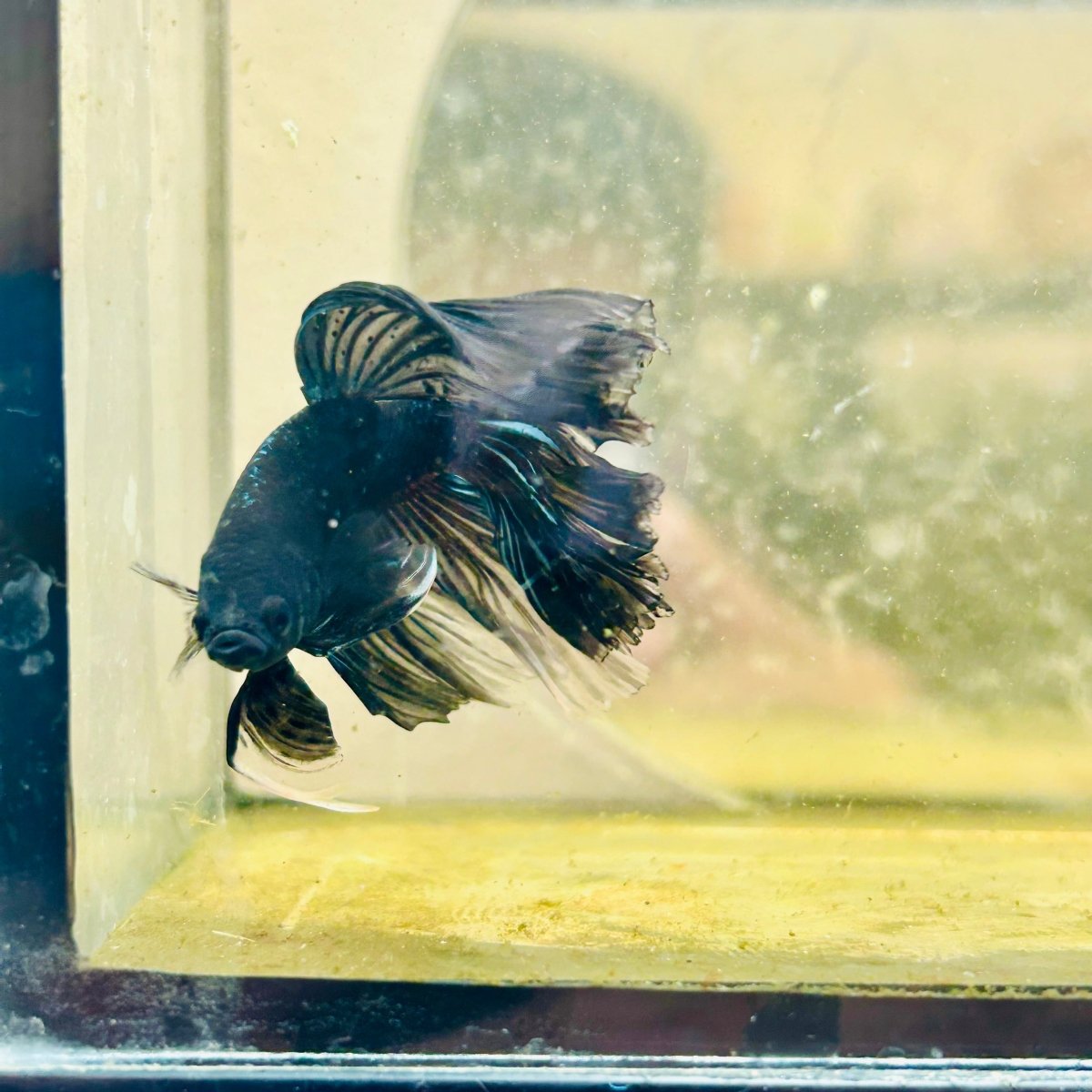 Halfmoon Black Star Male Betta J22