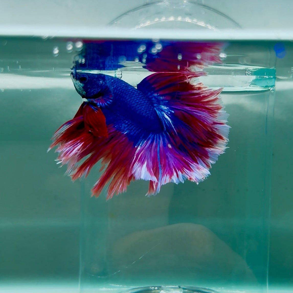 Halfmoon Blue Rosetail Male Betta M08
