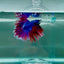 Halfmoon Blue Rosetail Male Betta M08