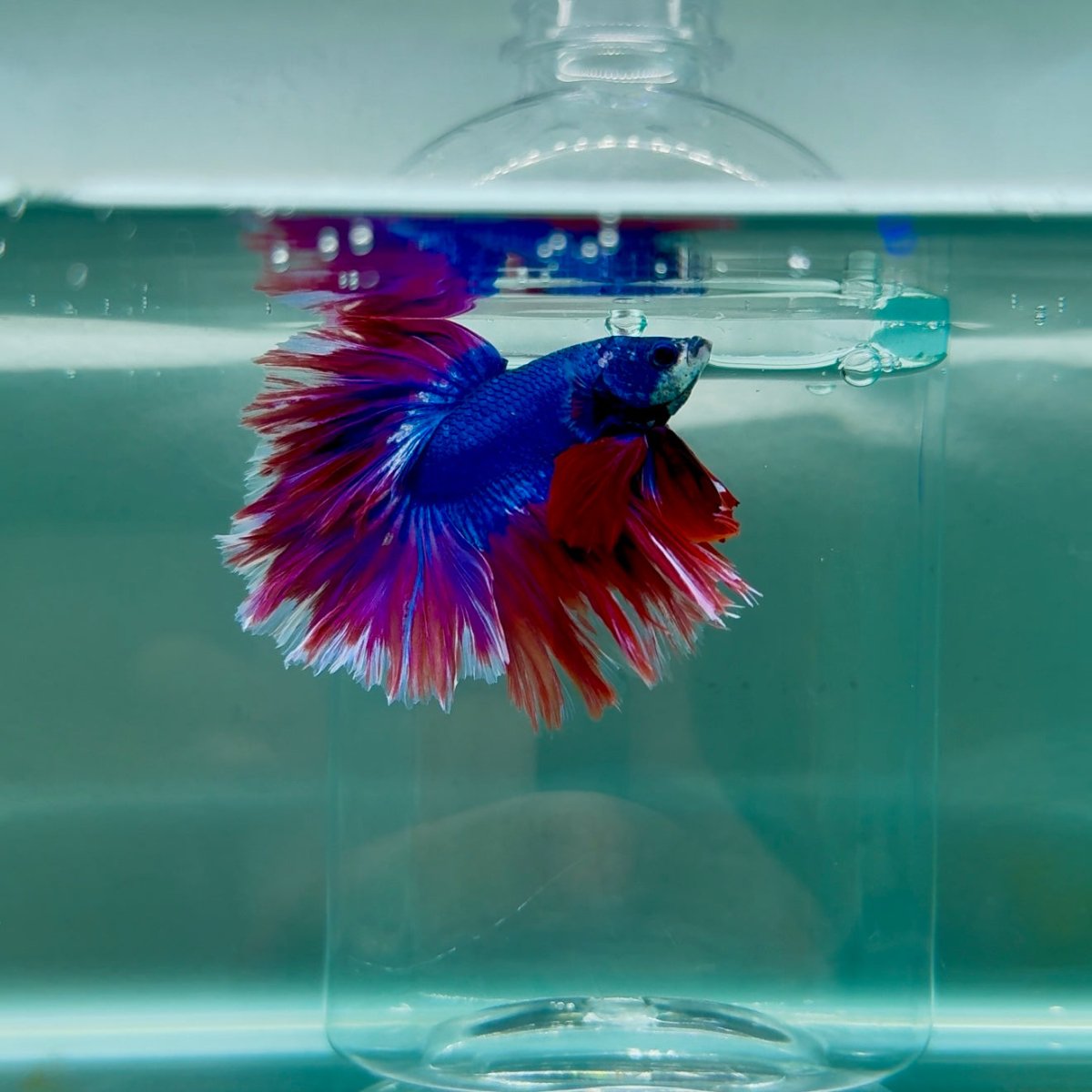 Halfmoon Blue Rosetail Male Betta M08