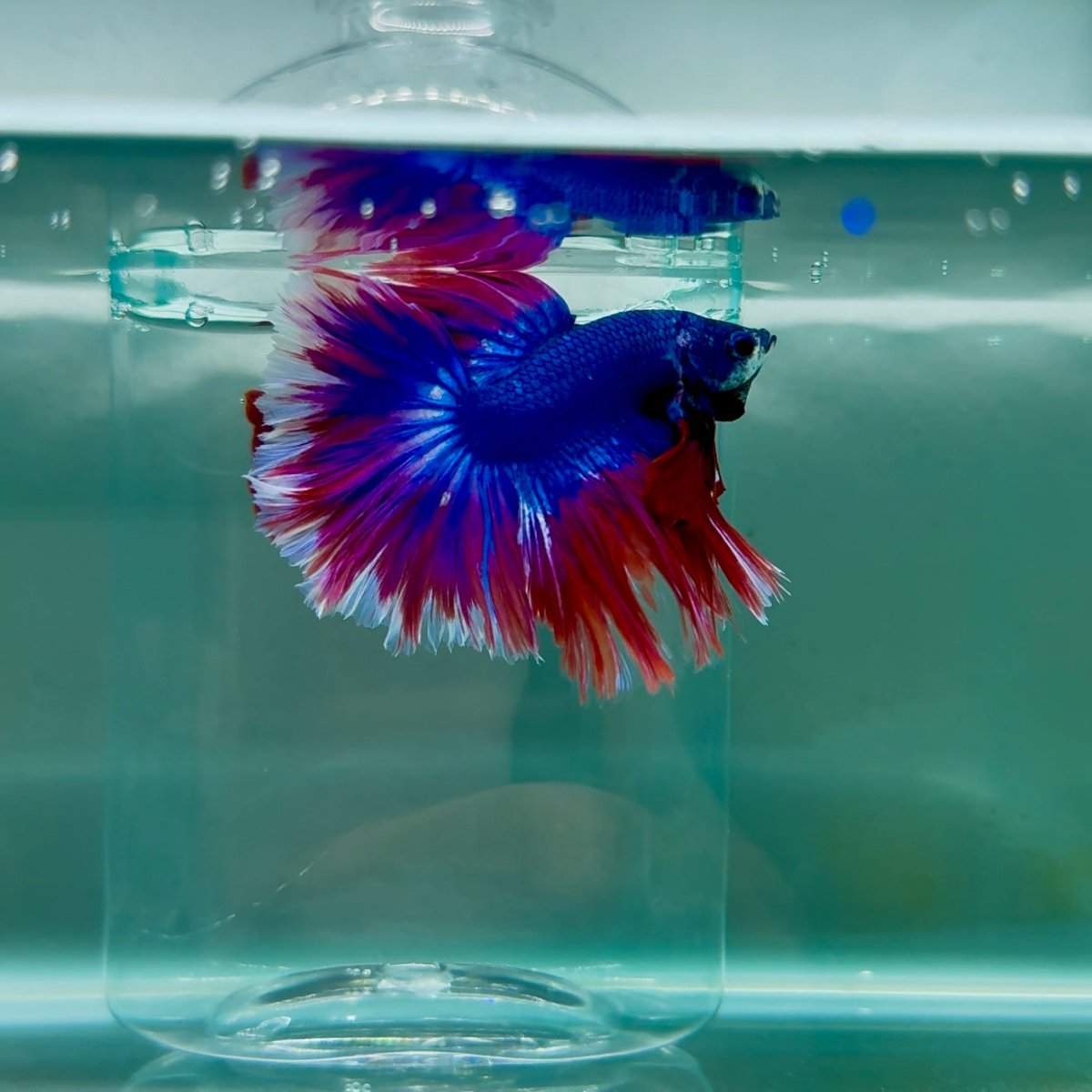 Halfmoon Blue Rosetail Male Betta M08