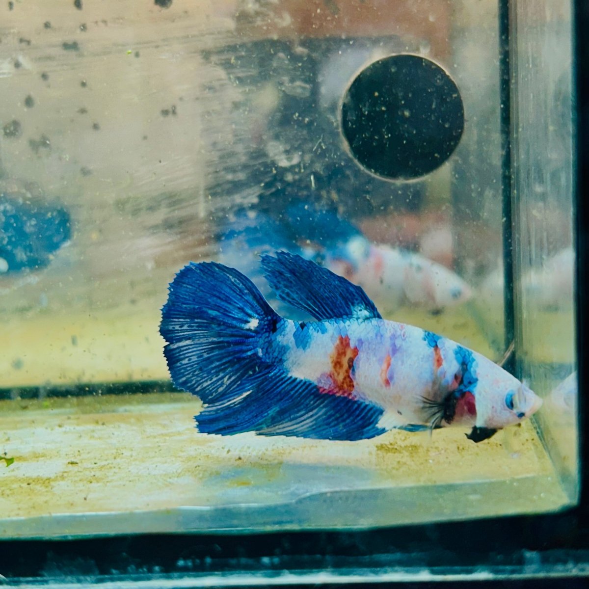 Halfmoon Blue White Candy Female Betta 137 Female betta