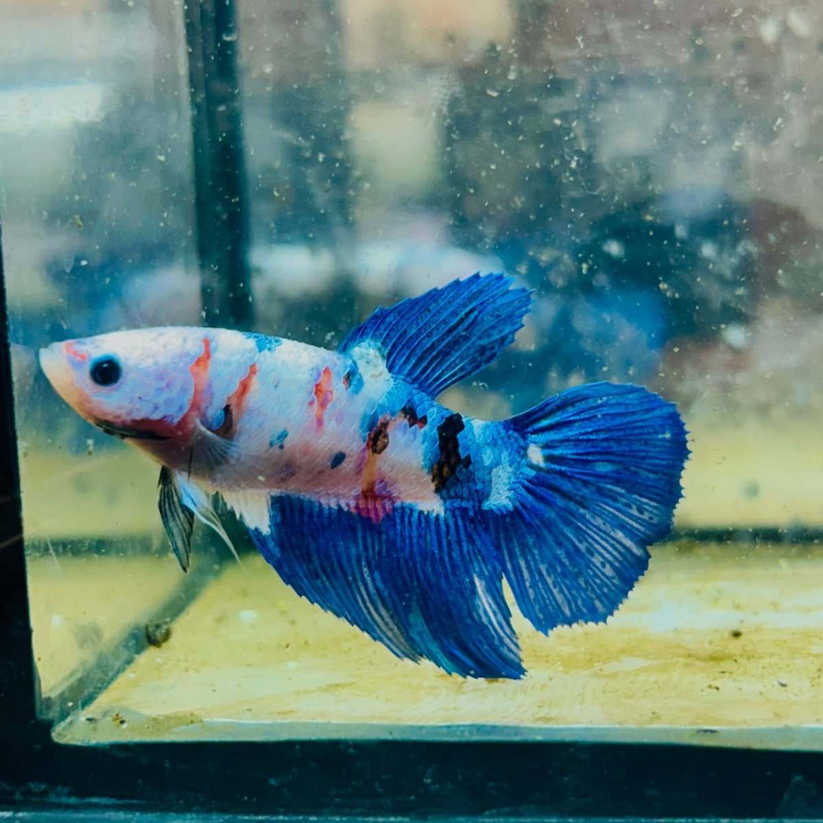 Halfmoon Blue White Candy Female Betta #137