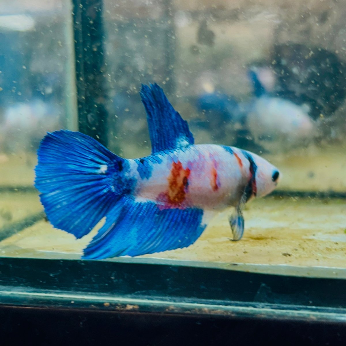 Halfmoon Blue White Candy Female Betta #137