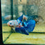Halfmoon Blue White Candy Female Betta 137 Female betta