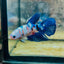 Halfmoon Blue White Candy Female Betta 137 Female betta
