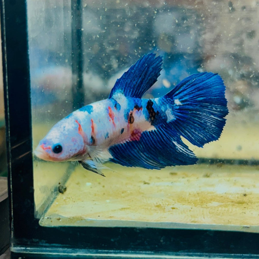 Halfmoon Blue White Candy Female Betta 137 Female betta