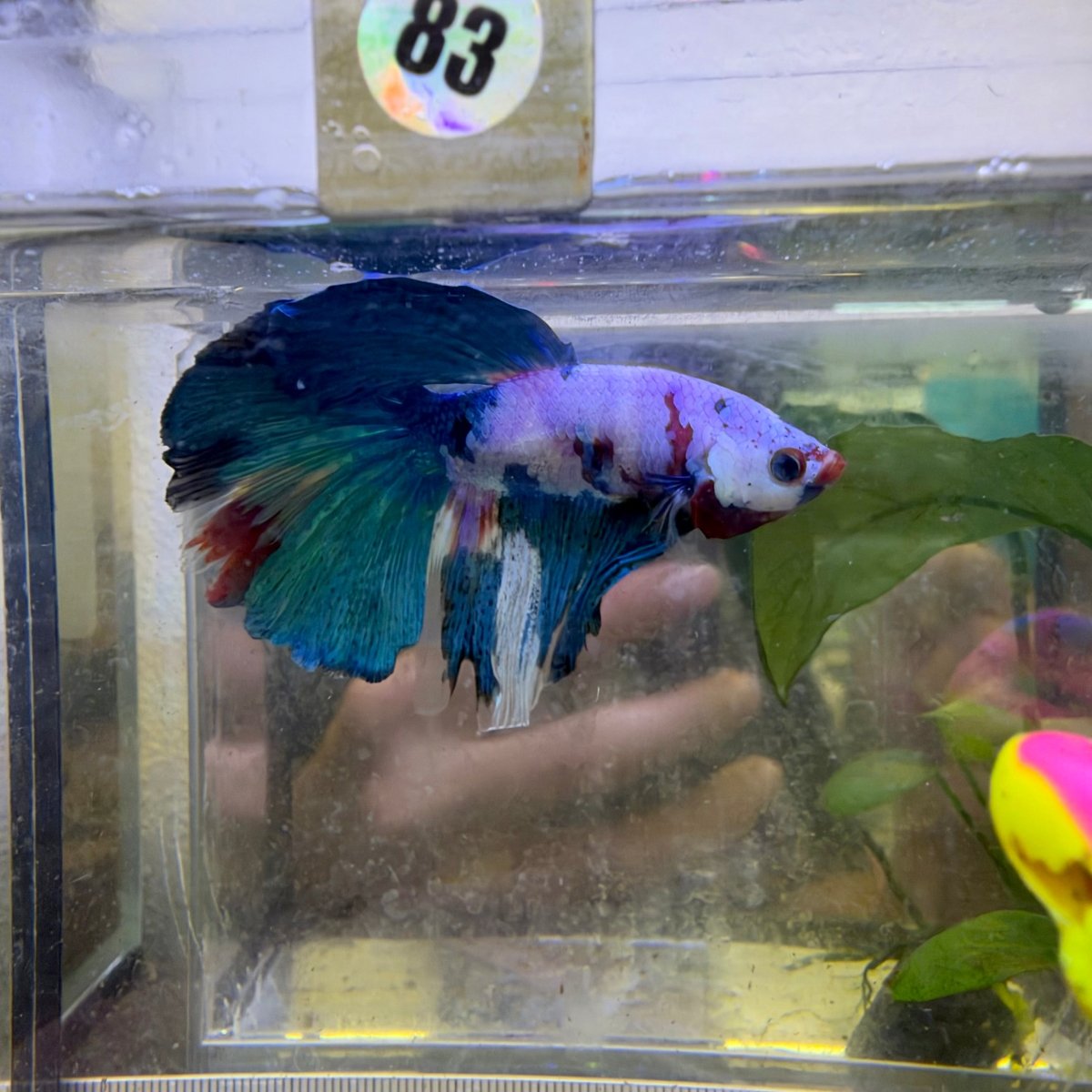 Halfmoon Candy Koi Galaxy - Male Betta #083
