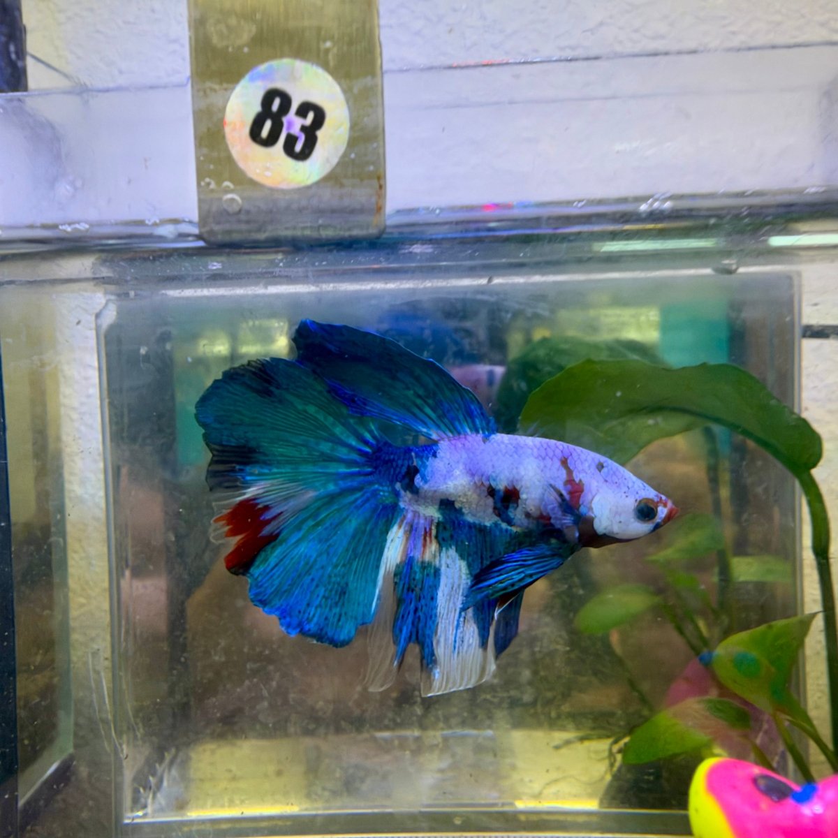 Halfmoon Candy Koi Galaxy - Male Betta #083