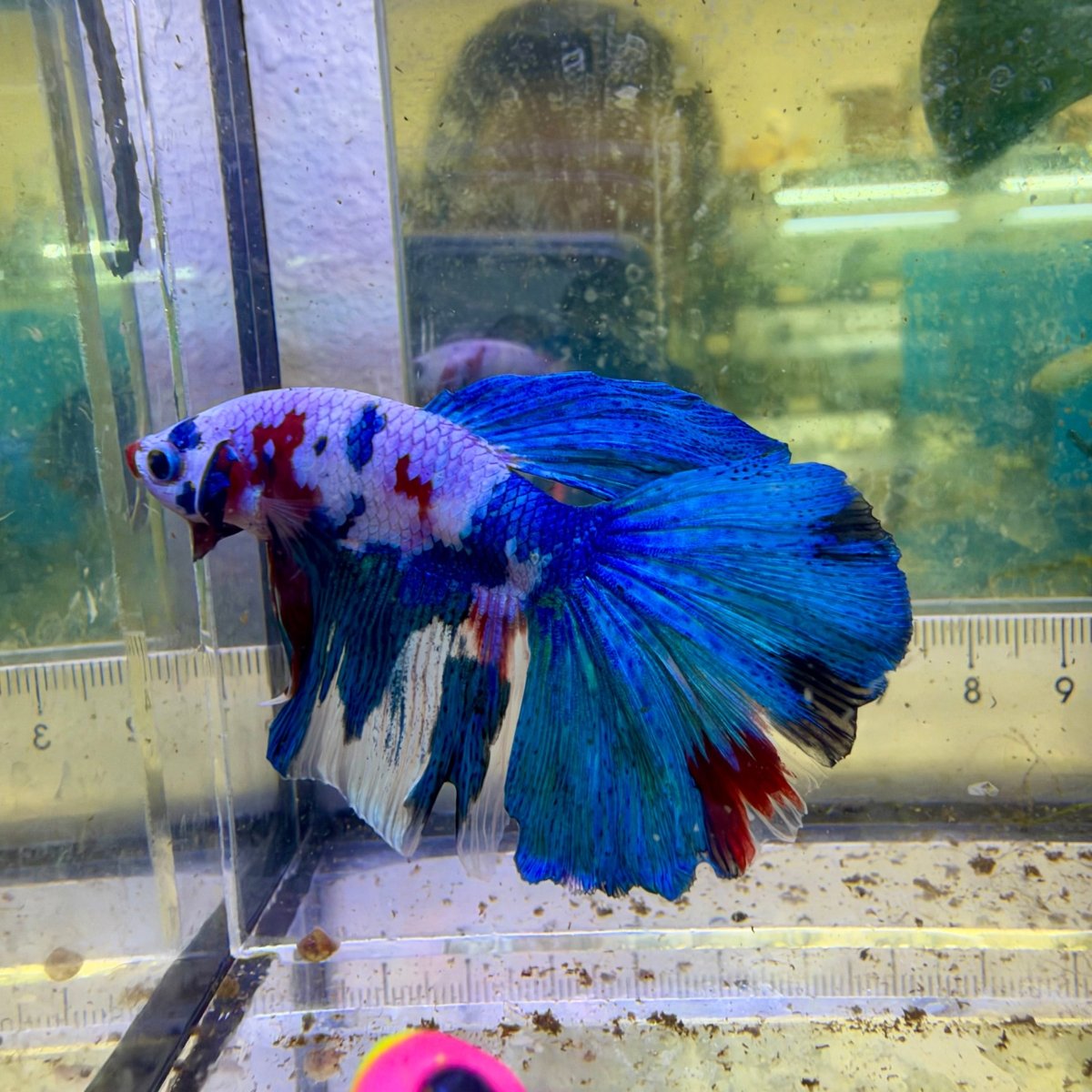 Halfmoon Candy Koi Galaxy - Male Betta #083