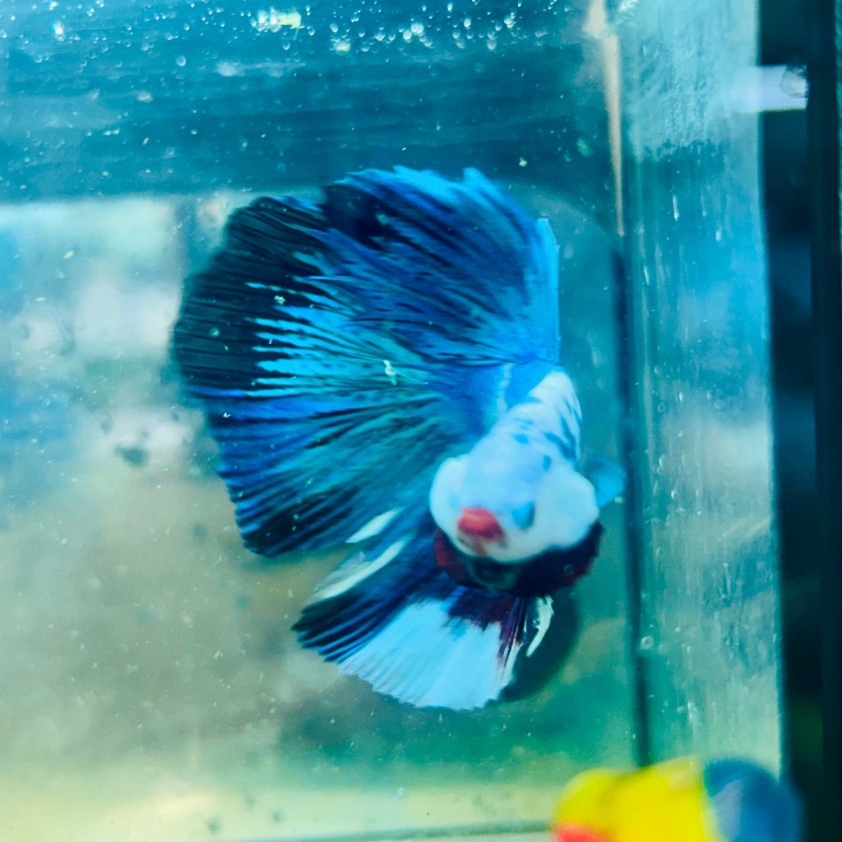 Halfmoon Candy Koi - Male Betta #Au68