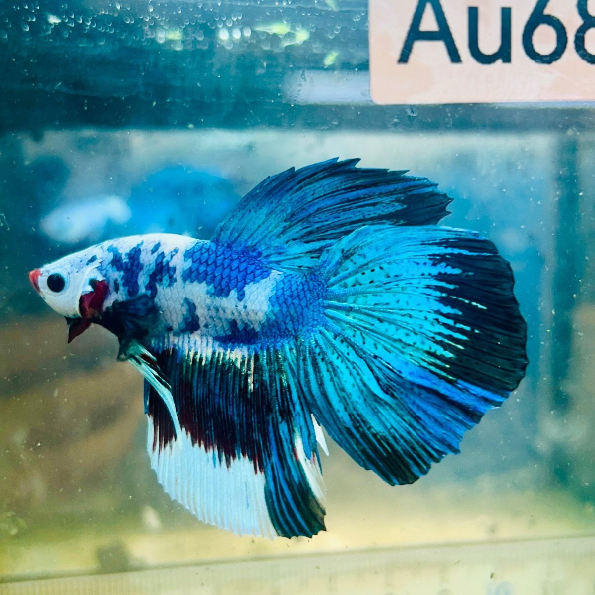 Halfmoon Candy Koi - Male Betta #Au68