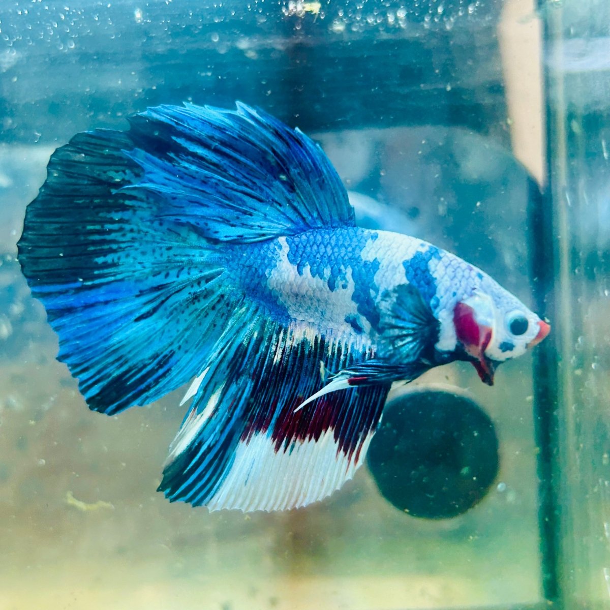 Halfmoon Candy Koi - Male Betta #Au68