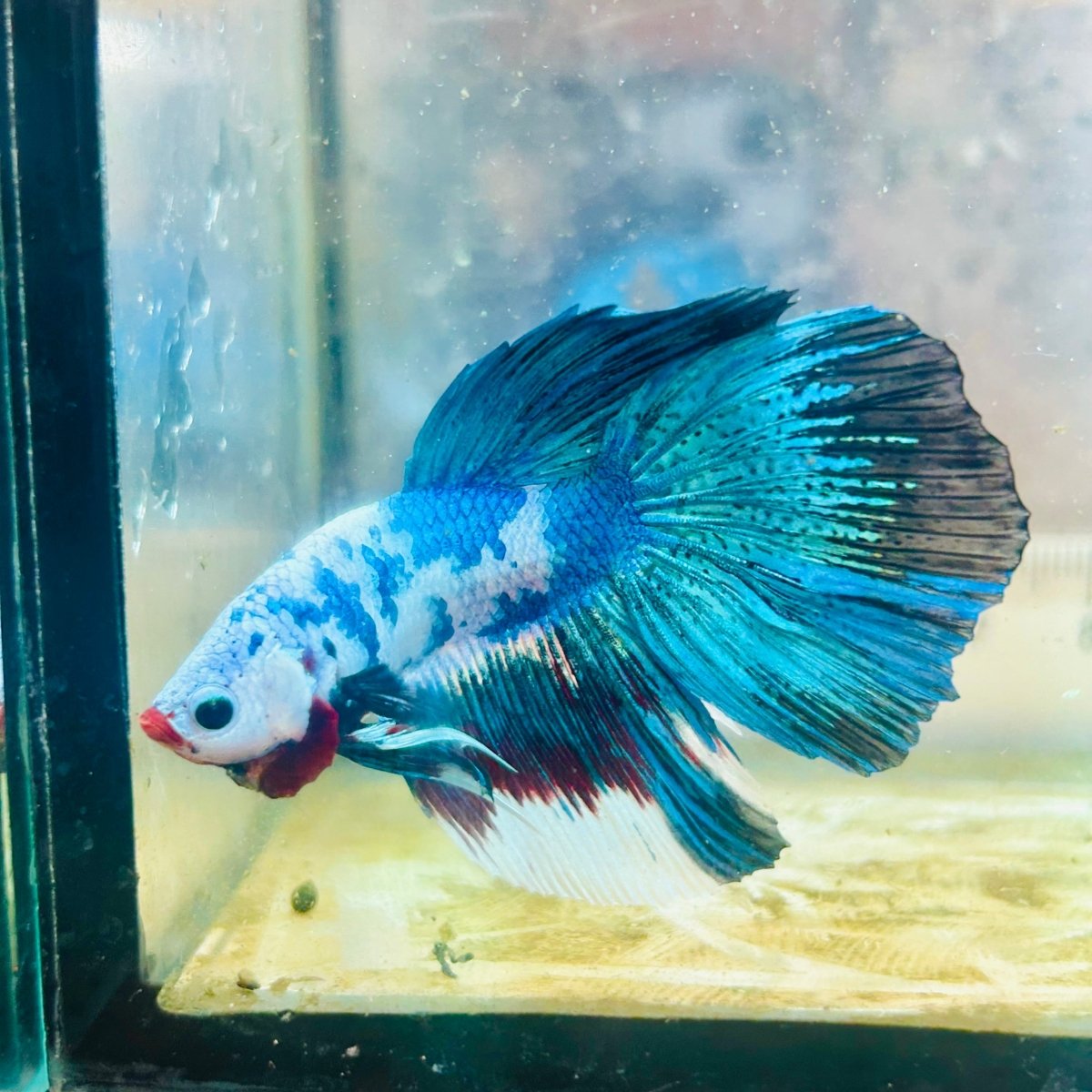 Halfmoon Candy Koi - Male Betta #Au68