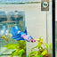 Halfmoon Candy White Koi Female Betta 154 Live Betta Fish Female betta