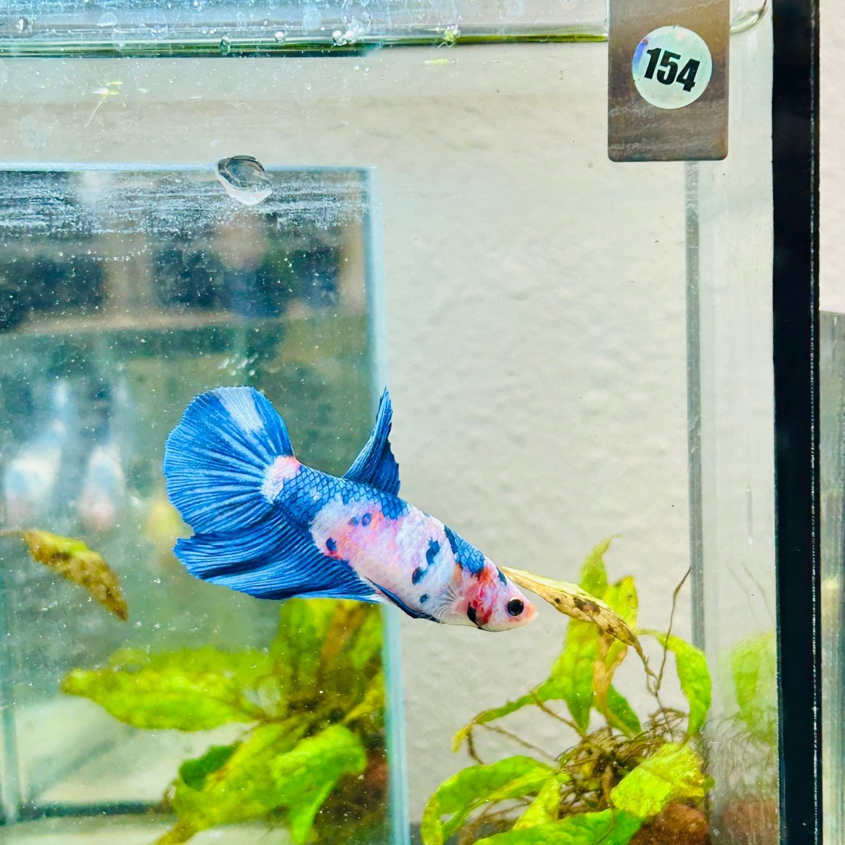 Halfmoon Candy White Koi Female Betta #154
