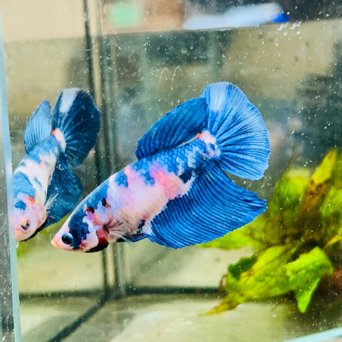 Halfmoon Candy White Koi Female Betta #154
