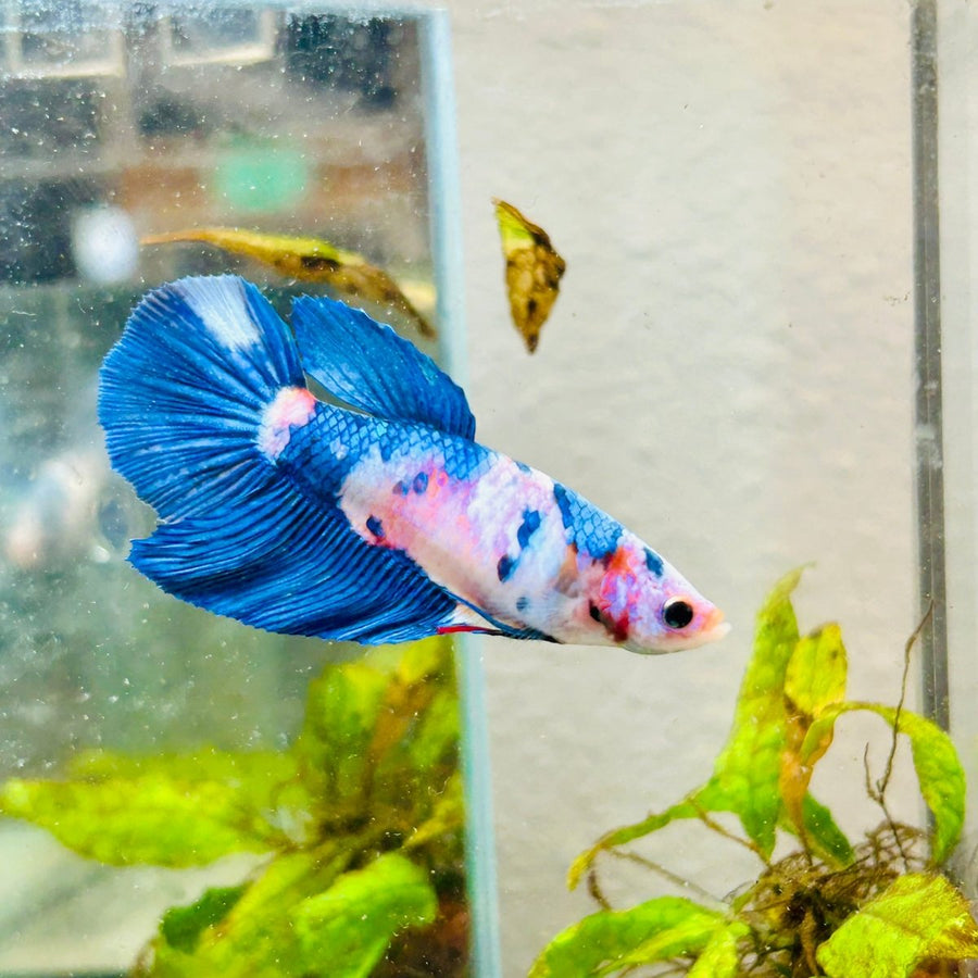 Halfmoon Candy White Koi Female Betta 154 Live Betta Fish Female betta