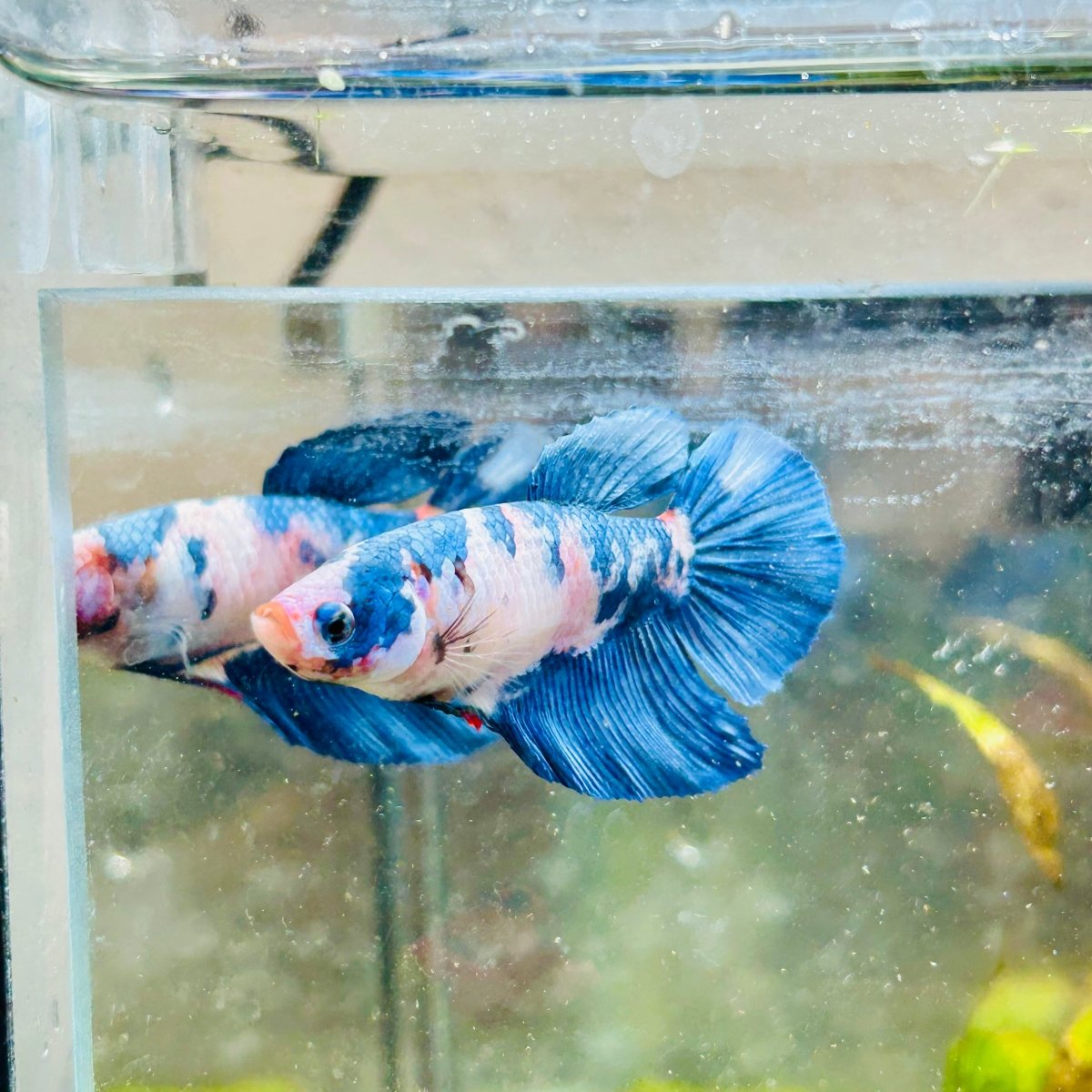 Halfmoon Candy White Koi Female Betta #154