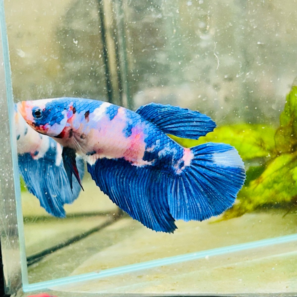 Halfmoon Candy White Koi Female Betta #154