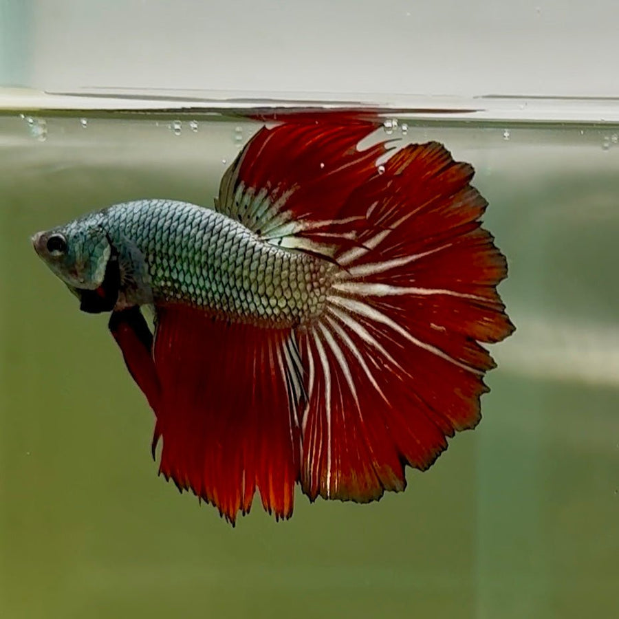 Halfmoon Copper Red Rose Male Betta #Oc16 Live Betta Fish Male betta