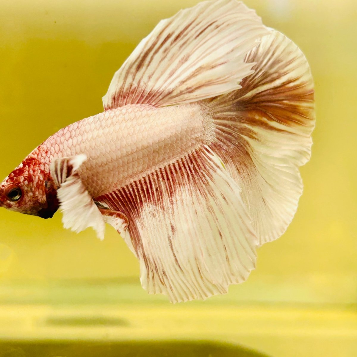 Halfmoon Dumbo Grizzle White - Male Betta #170