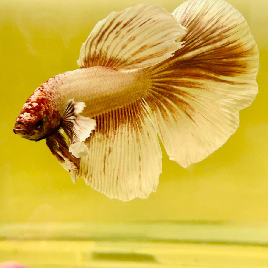 Halfmoon Dumbo Grizzle White - Male Betta 170 Live Betta Fish Male betta