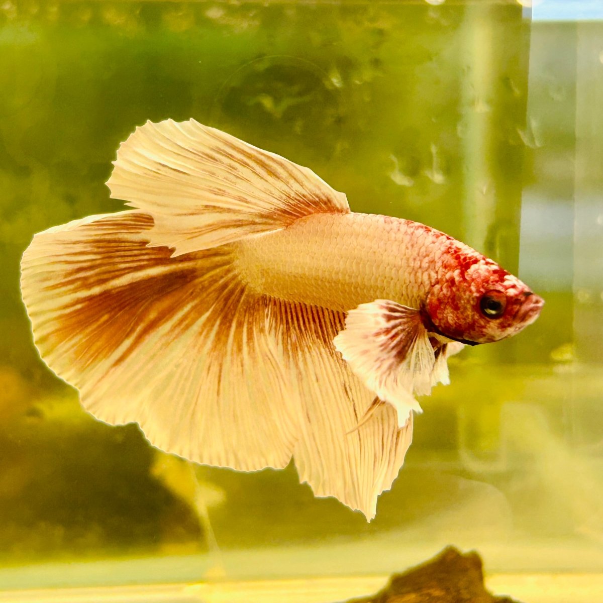 Halfmoon Dumbo Grizzle White - Male Betta #170
