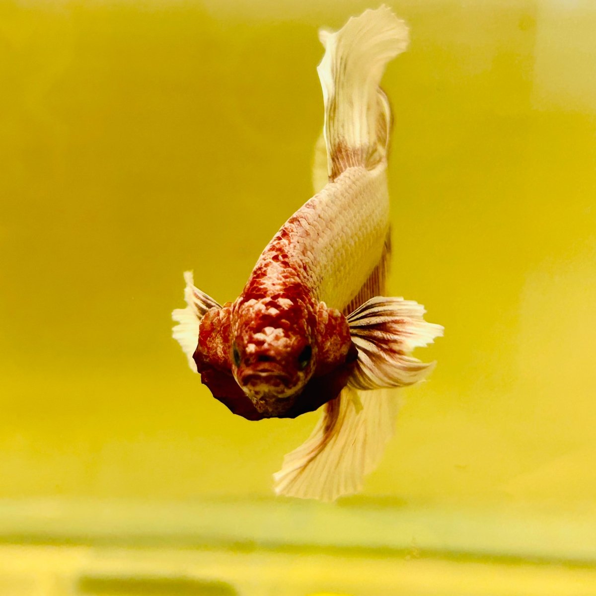 Halfmoon Dumbo Grizzle White - Male Betta #170