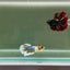 Halfmoon Dumbo Koi Green Eye Female Betta J04