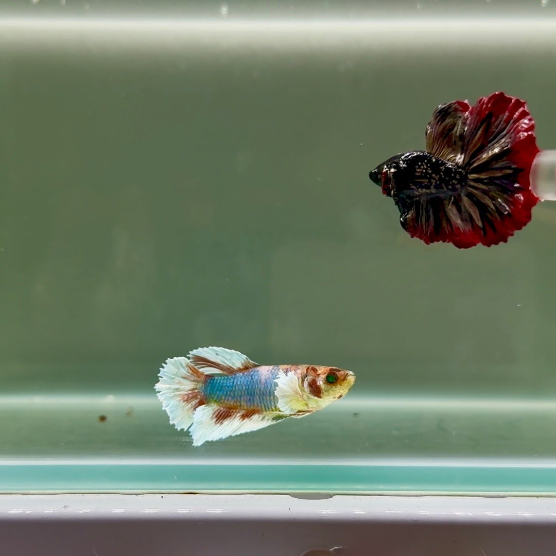 Halfmoon Dumbo Koi Green Eye Female Betta J04