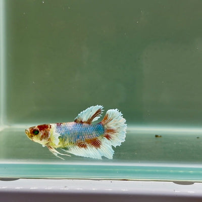 Halfmoon Dumbo Koi Green Eye Female Betta J04