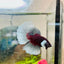 Halfmoon Dumbo Koi Green Eye Male Betta MA150 Male betta