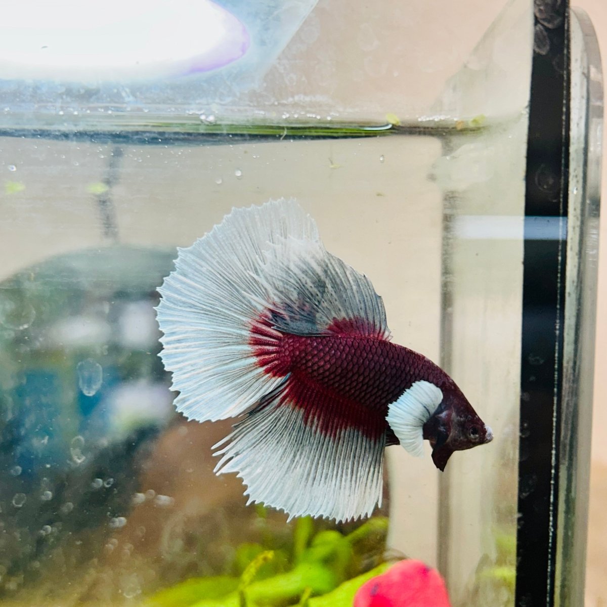 Halfmoon Dumbo Lavender Male Betta #146
