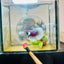 Halfmoon Dumbo Koi Green Eye Male Betta MA150 Male betta