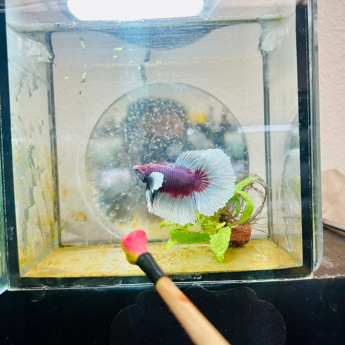 Halfmoon Dumbo Lavender Male Betta #146