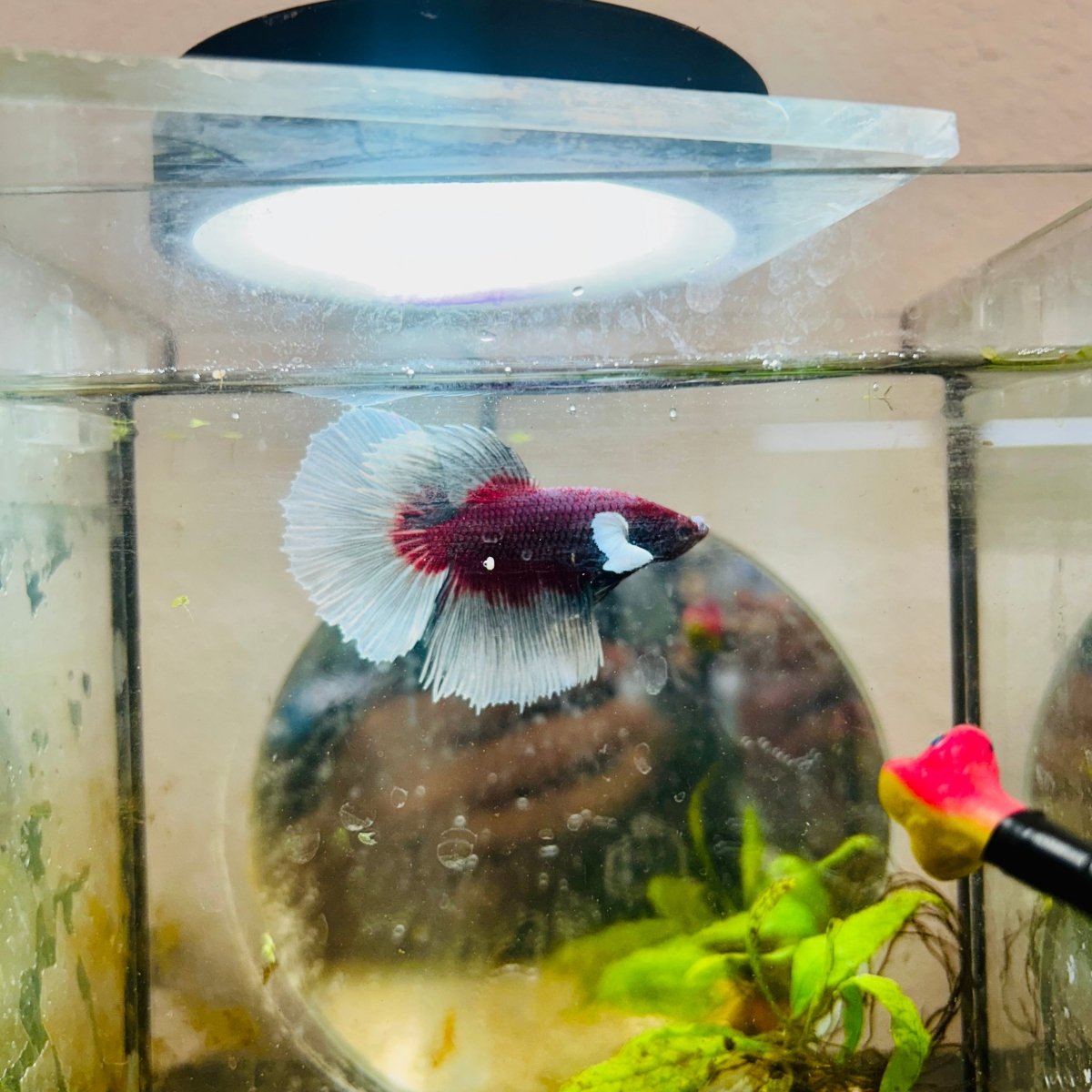 Halfmoon Dumbo Lavender Male Betta #146