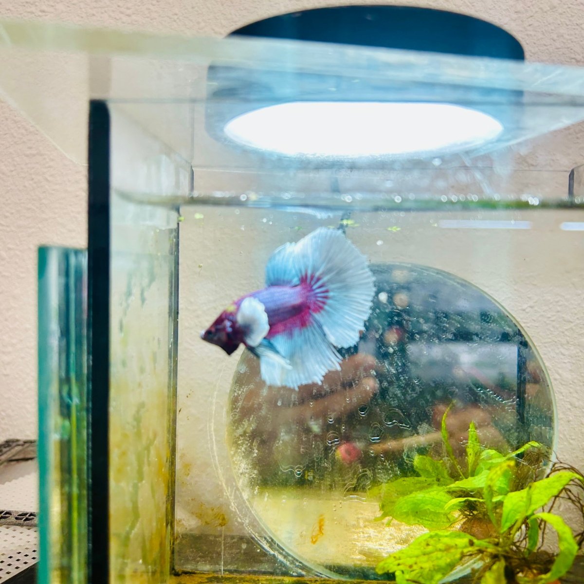Halfmoon Dumbo Lavender Male Betta #146